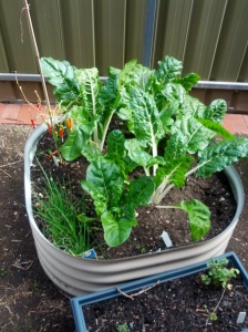 Our veggie garden last year