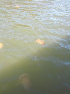 There were 100's of jelly fish in the river! Photo (c) Megan S, December 2013