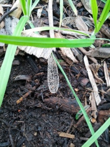 One of the magical leaf skeletons I was finding while weeding on the weekend.