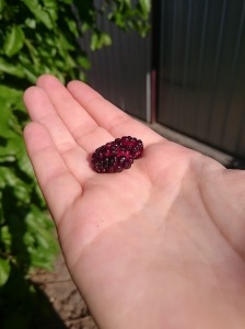 Delicious mulberries off our tree.