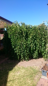 Our weeping mulberry